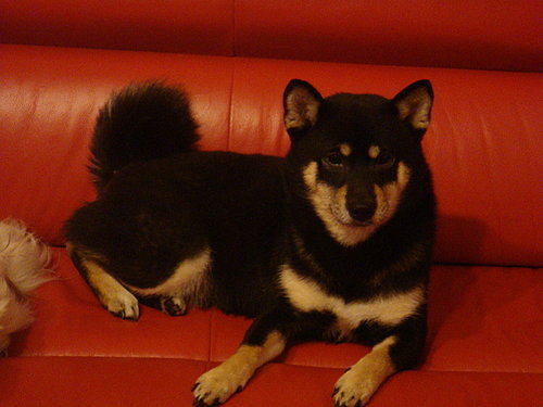 被毒蛇(龜殼花)咬傷(原發表者:ocean)(綜合討論)