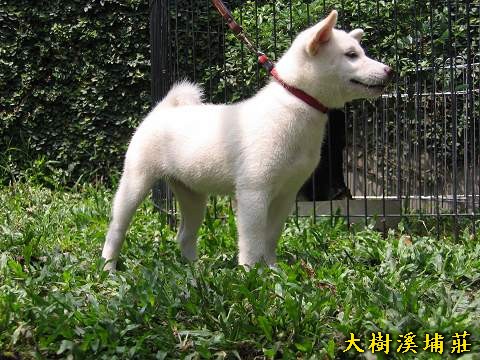 7/7出生兩母-顏色一白一赤(9/20更新照片)(原發表者:unkikicoco)(相簿)