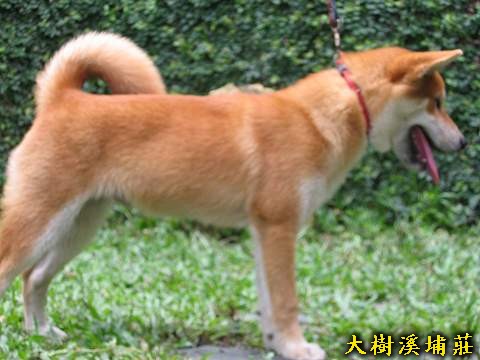 5/4出生兩赤公(9/20更新)(原發表者:unkikicoco)(相簿)