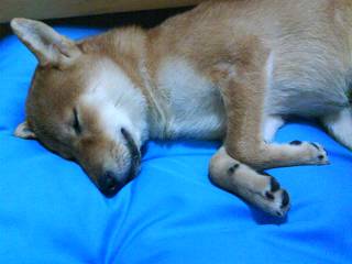 你家的柴寶貝有起床氣嗎?(原發表者:小虎麻)(體能訓練)