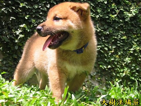 5/30出生幼犬-壯壯(原發表者:unkikicoco)(綜合討論)