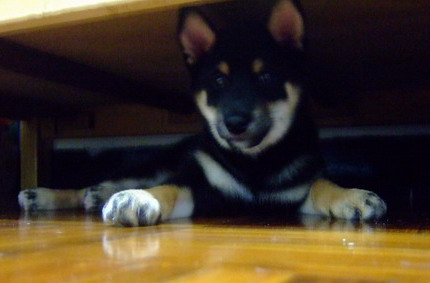 小柴愛睡床底下??(原發表者:pengivy)(體能訓練)