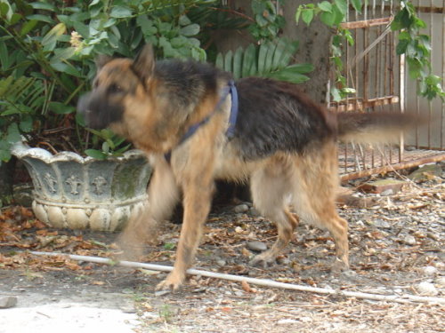 小柴被狼犬攻擊(原發表者:ocean)(綜合討論)