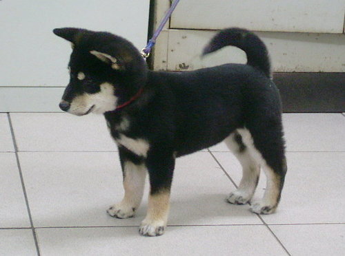 明の天爅-分享の鑑賞犬(原發表者:明佳莊)(相簿)