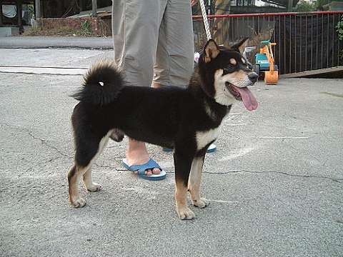 饅頭 / 台南 / 2007.03.31 尋親(原發表者:饅頭家)(綜合討論)