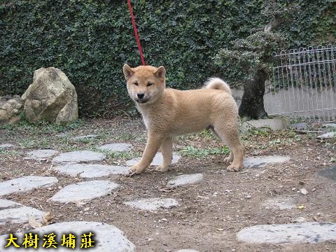 97/11/28出生一赤公兩赤母(原發表者:unkikicoco)(相簿)