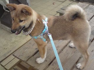 吃耐吉斯的卵X質~毛越便越黑?(原發表者:coffee拔、麻)(環境管理)