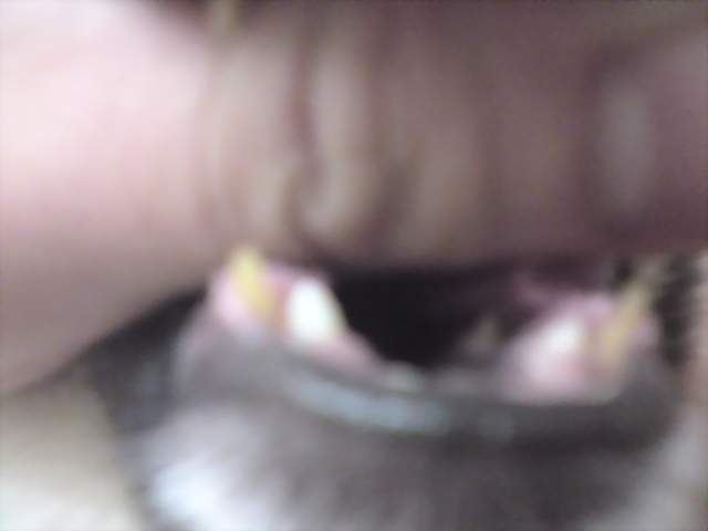 新犬齒長出來，舊犬齒沒有脫落的感覺(原發表者:coffee拔、麻)(環境管理)