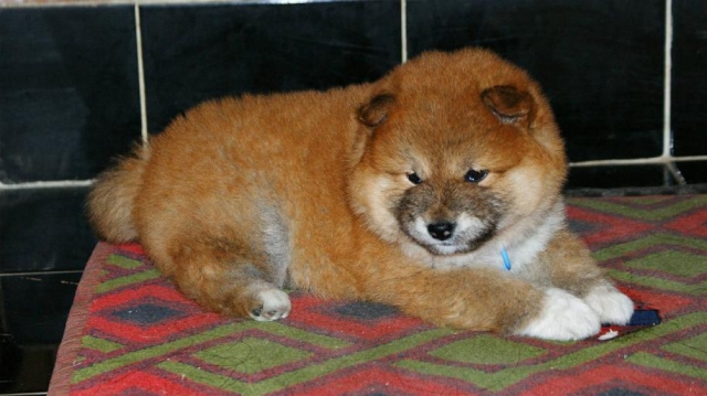 我們家的柴 怎麼像鬆獅(原發表者:BOBY)(環境管理)