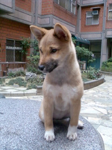 我家ｃｏｆｆｅｅ換毛越換越黑？？(原發表者:coffee拔、麻)(環境管理)