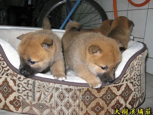 2/26出生三赤母一赤公(原發表者:unkikicoco)(相簿)