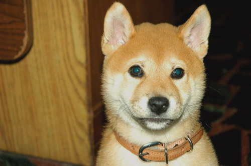 Gucci拔頭疼~~柴犬脾氣大(原發表者:harman_pai)(綜合討論)