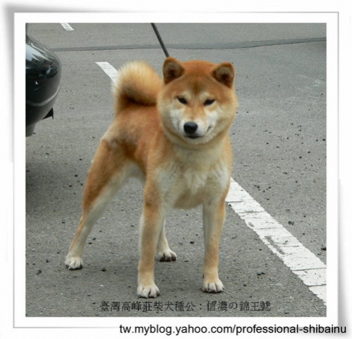 臺灣高峰莊柴犬種公﹕信濃の錦王號–開始徵配(原發表者:高峰柴犬)(綜合討論)