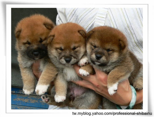 名花の期待﹕皇鈴の龍王號‧紅鈴號4月8日生幼牝(原發表者:高峰柴犬)(相簿)