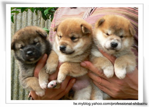 名花の期待﹕父犬﹕諦光號‧母犬﹕菊千代號幼犬(原發表者:高峰柴犬)(相簿)