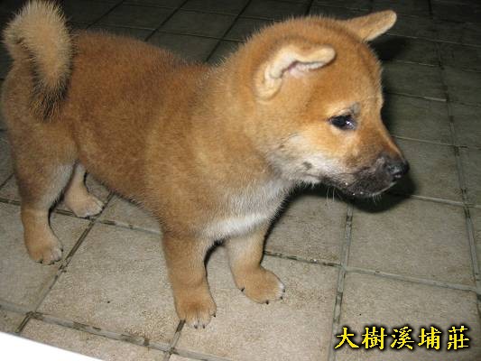 4/10出生一赤公(原發表者:unkikicoco)(相簿)