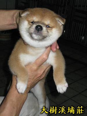 5/1出生2赤母(原發表者:unkikicoco)(相簿)