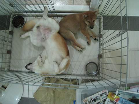 IRIS柴窩~(原發表者:阿尼奇家)(環境管理)