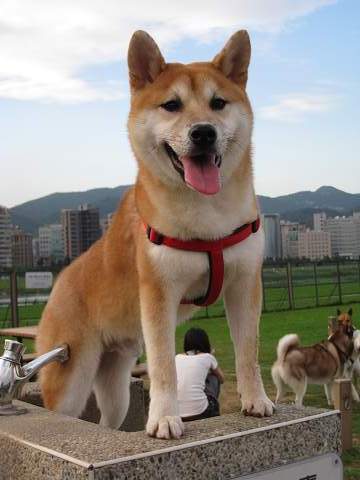 丈之小錦號(牡,赤柴)/土城/2008.10.27尋親(原發表者:阿尼奇家)(綜合討論)