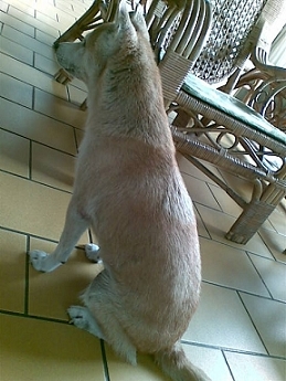 我家狗狗狂掉毛是怎麼了~是換季嗎?都快沒毛了(原發表者:monica8b)(環境管理)