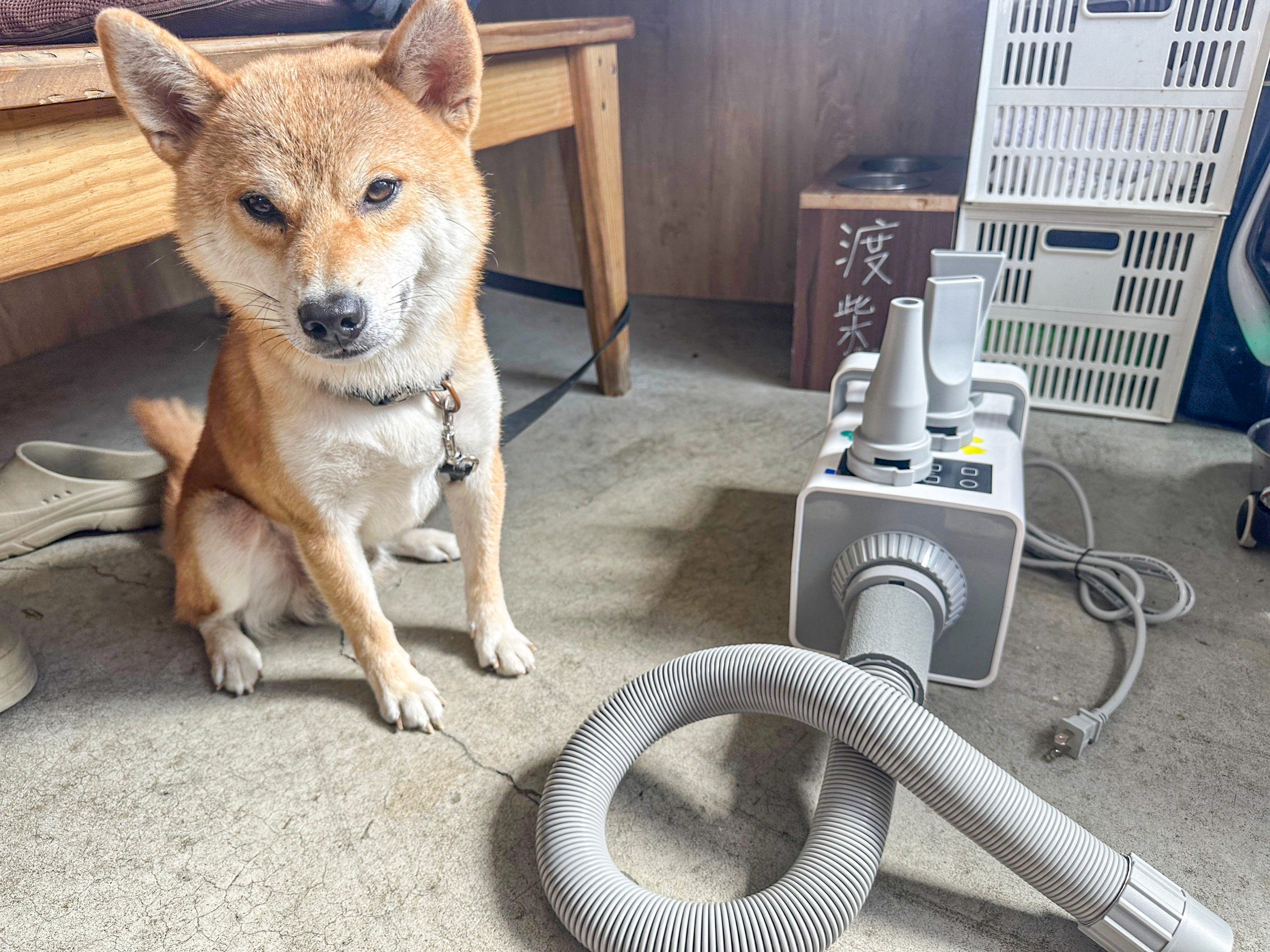 [相簿]懶得洗澡的毛家長看這裡😍｜延長保固活動：渡柴+吹水機分享