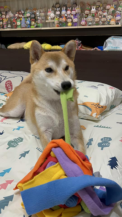 [開箱分享]滿足柴犬好奇心的嗅聞玩具｜嗅聞炸炸球
