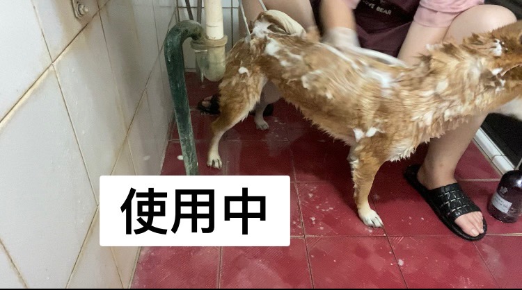[開箱分享]柴犬球球｜使用柴犬大學洗毛精-石榴配方試用心得分享