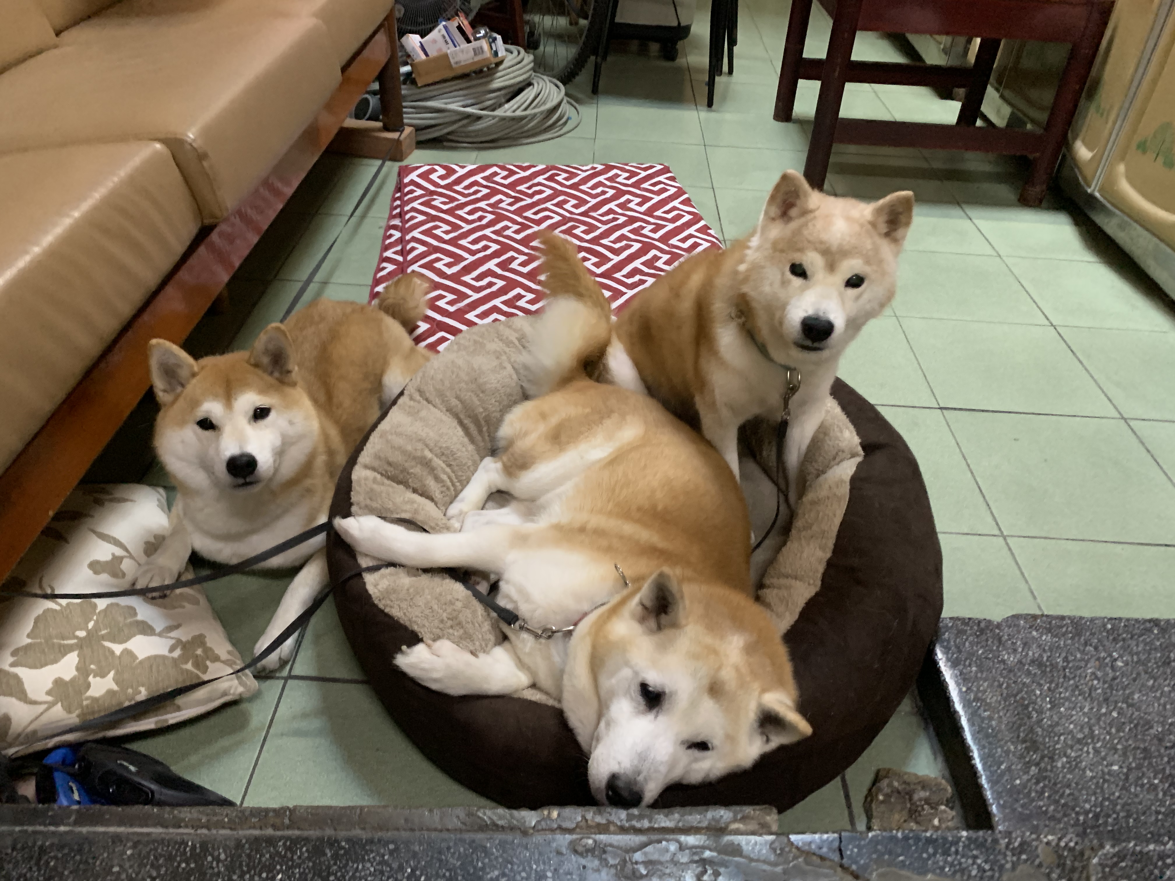 [相簿]媽媽你怎麼可以準備一張床啦！