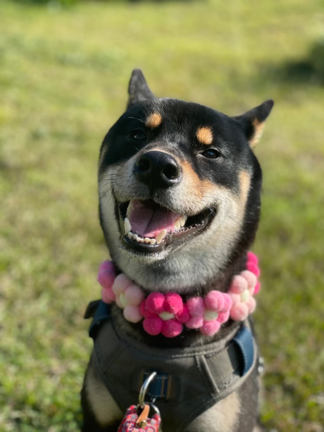 [相簿]大家好 是黑豆 