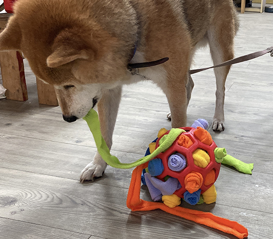 [開箱分享]滿足柴犬好奇心的嗅聞玩具｜嗅聞炸炸球