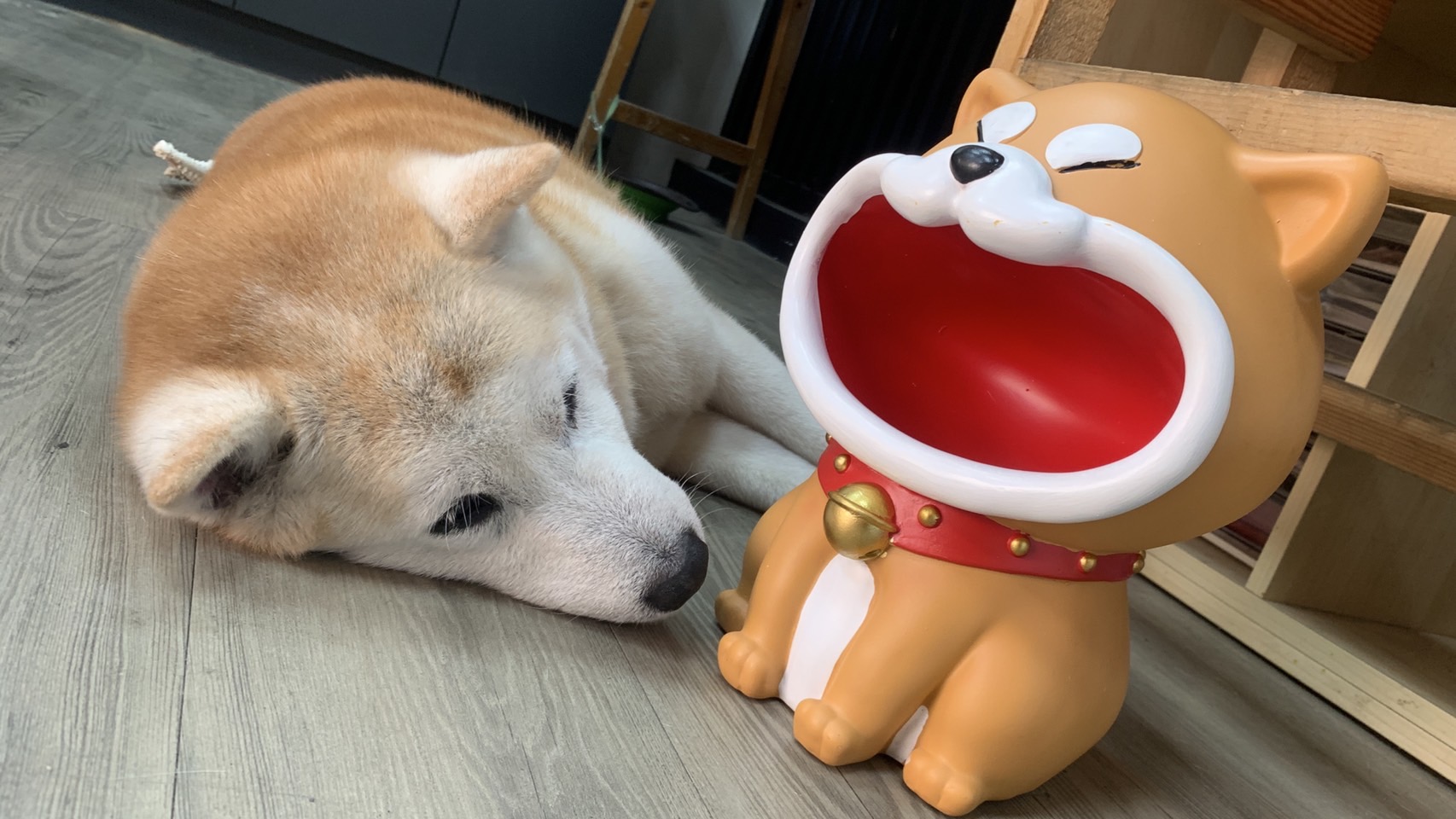 [相簿]該先餵哪一隻好？