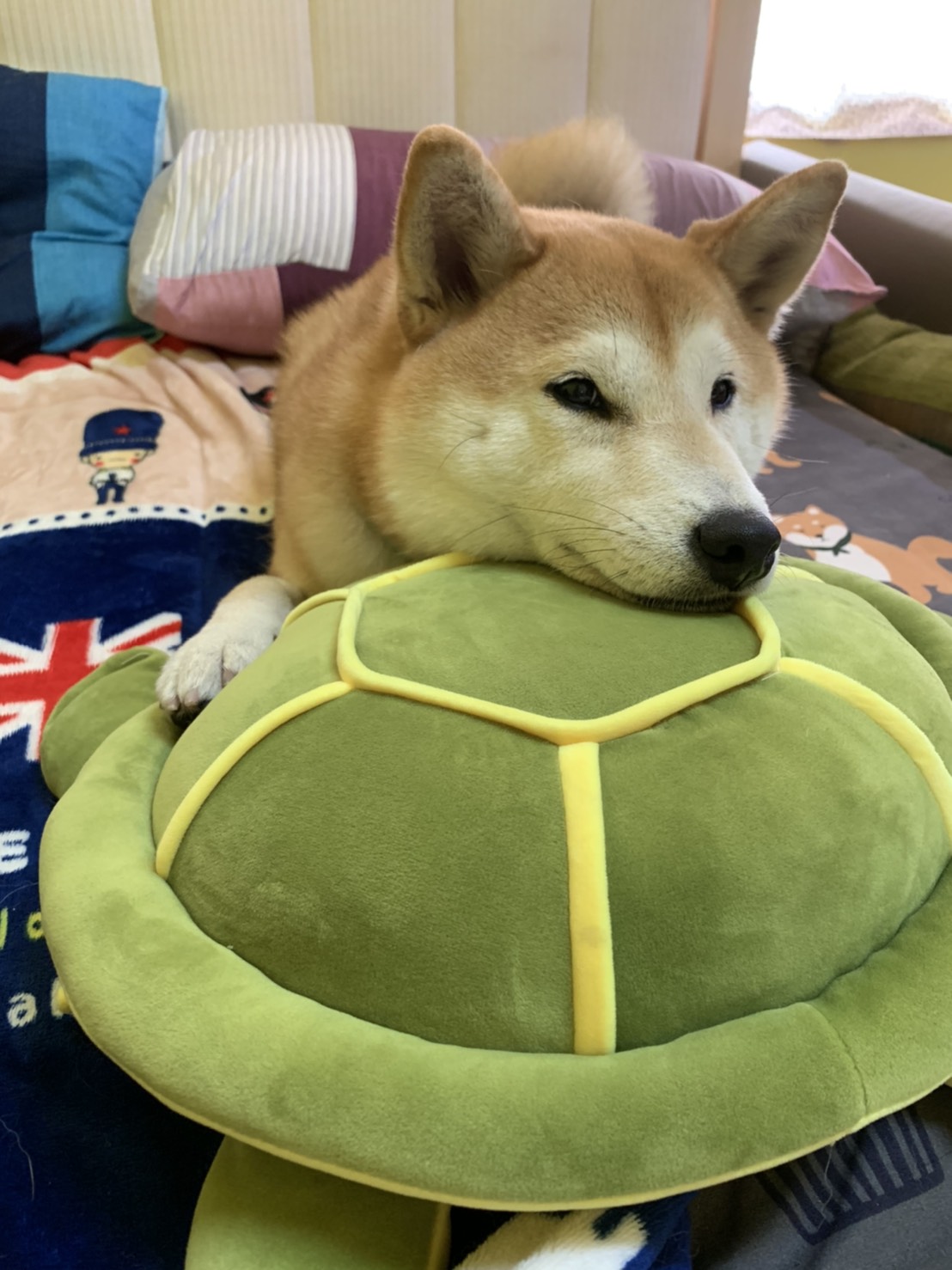 [相簿]我的海龜朋友