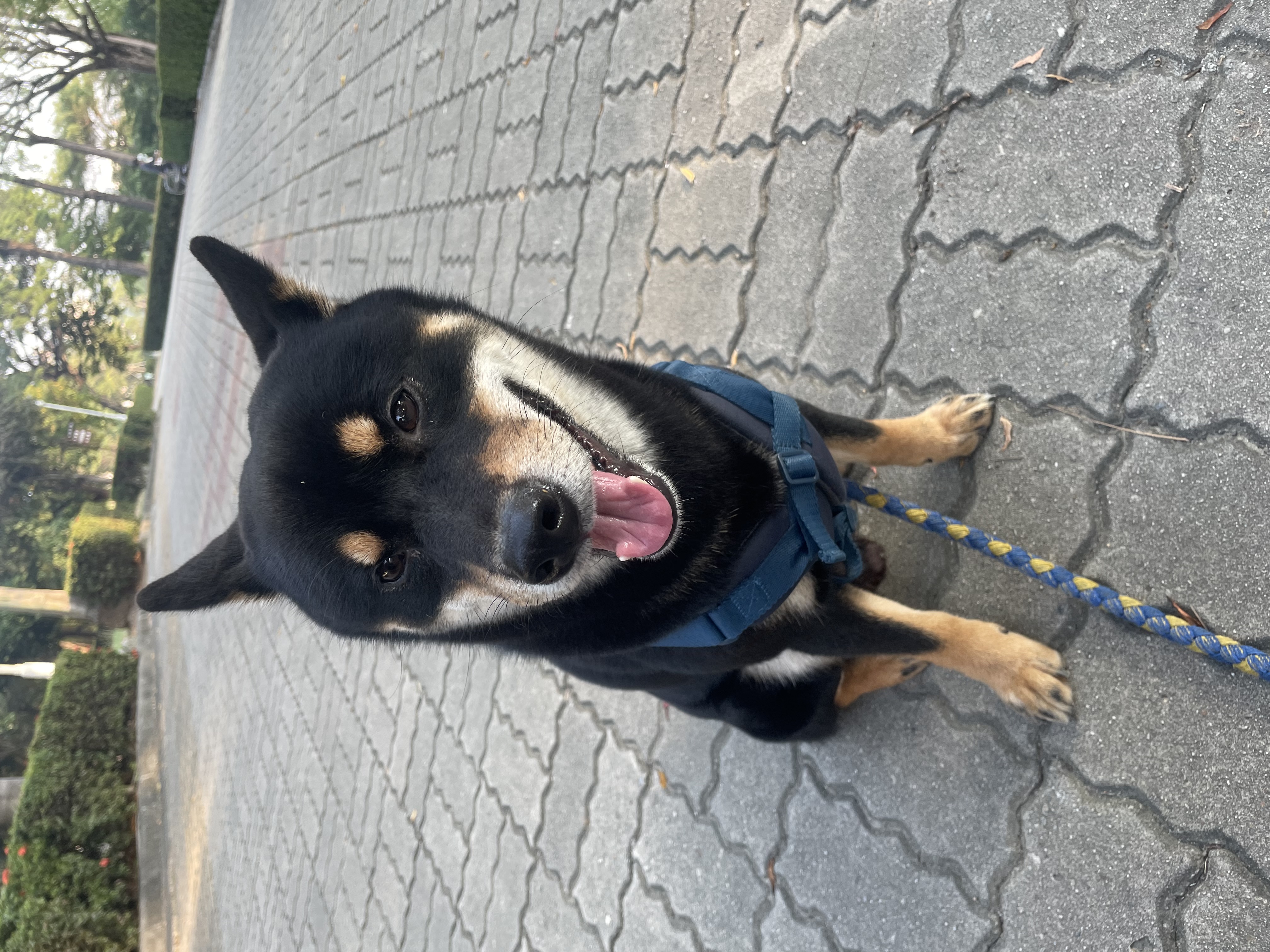 [相簿]大家好 是黑豆 