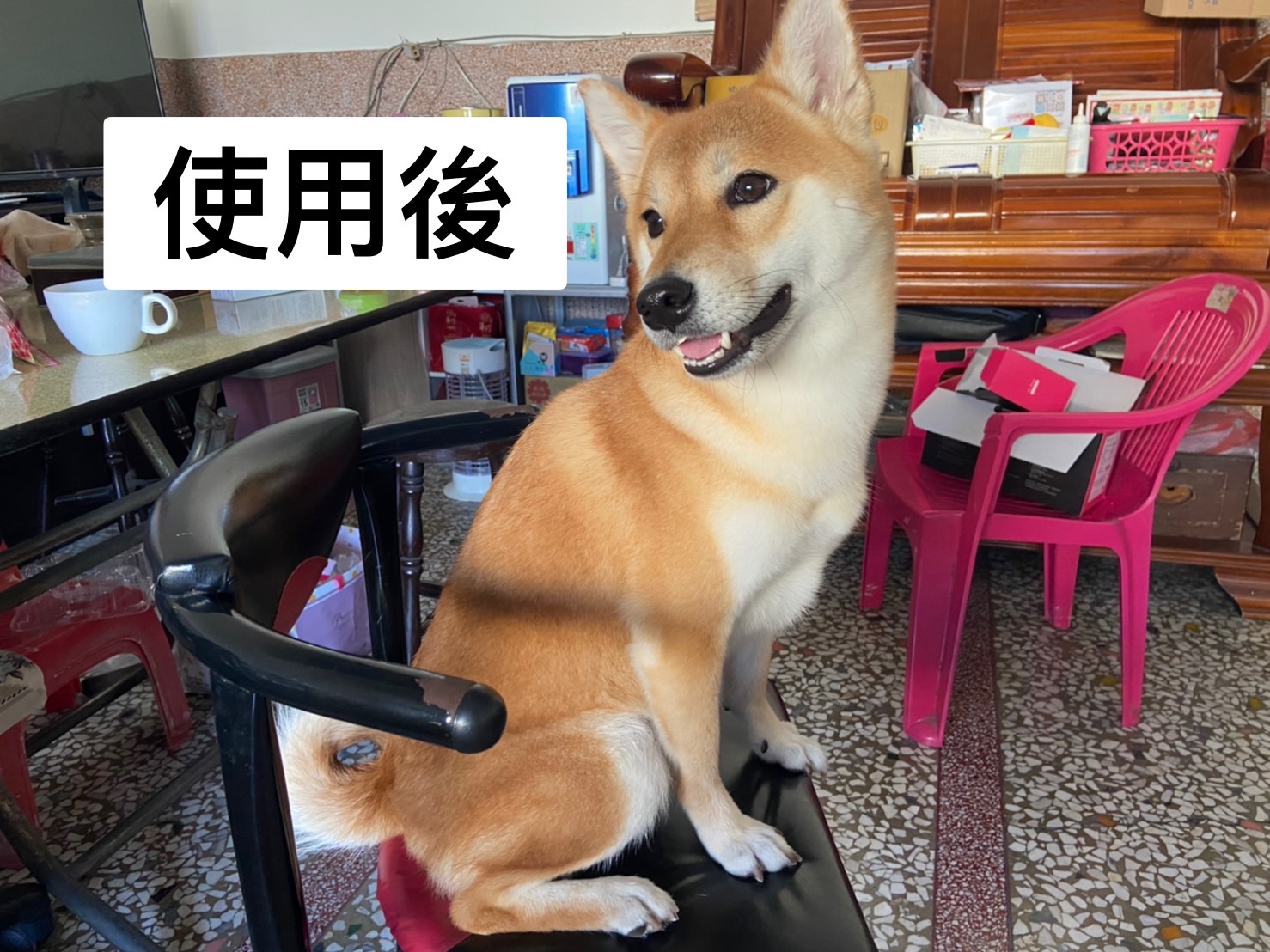 [開箱分享]柴犬球球｜使用柴犬大學洗毛精-石榴配方試用心得分享