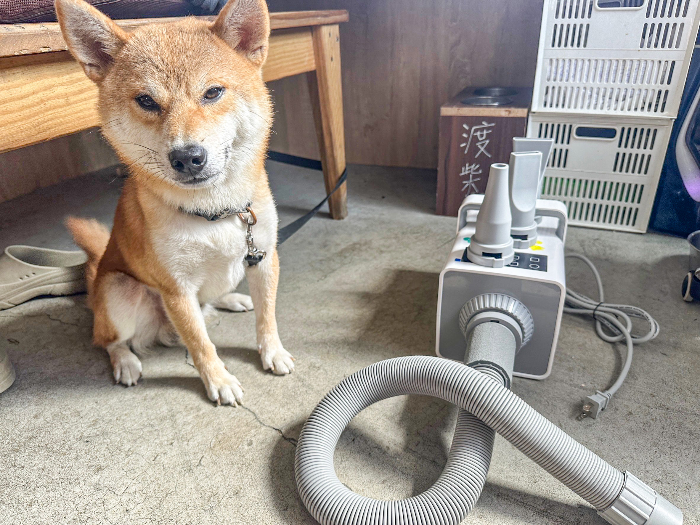 [相簿]懶得洗澡的毛家長看這裡😍｜延長保固活動：渡柴+吹水機分享