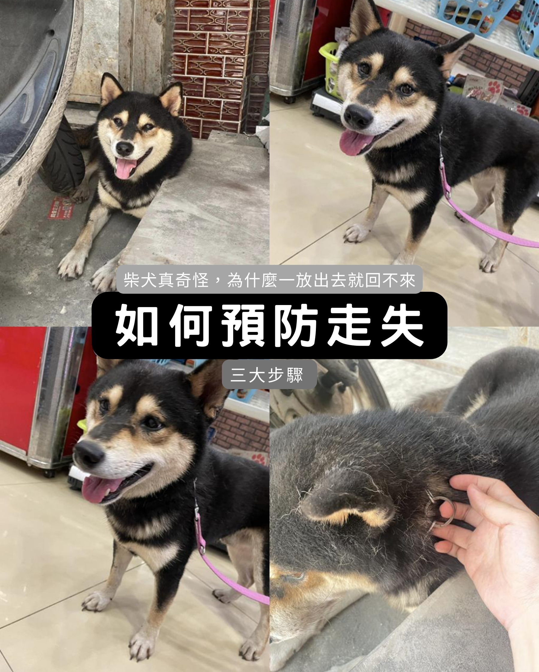 [柴老大新聞台]柴犬如何預防走失| 柴犬因獵犬的個性，很容易因外界的因素而走失方向