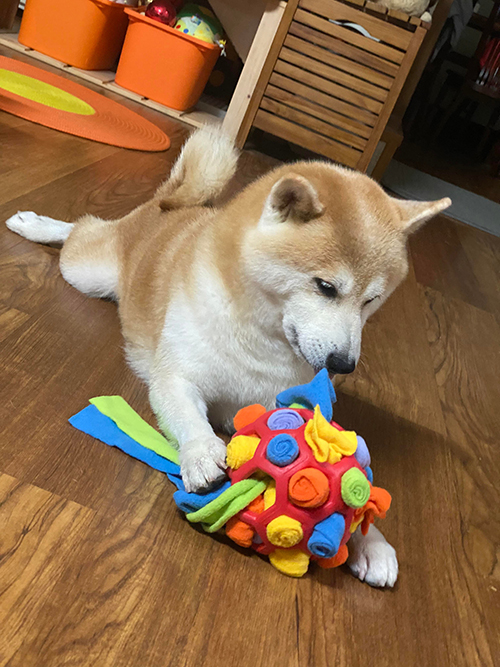 [開箱分享]滿足柴犬好奇心的嗅聞玩具｜嗅聞炸炸球