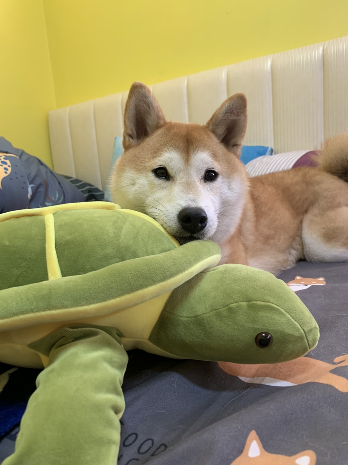 [相簿]我的海龜朋友