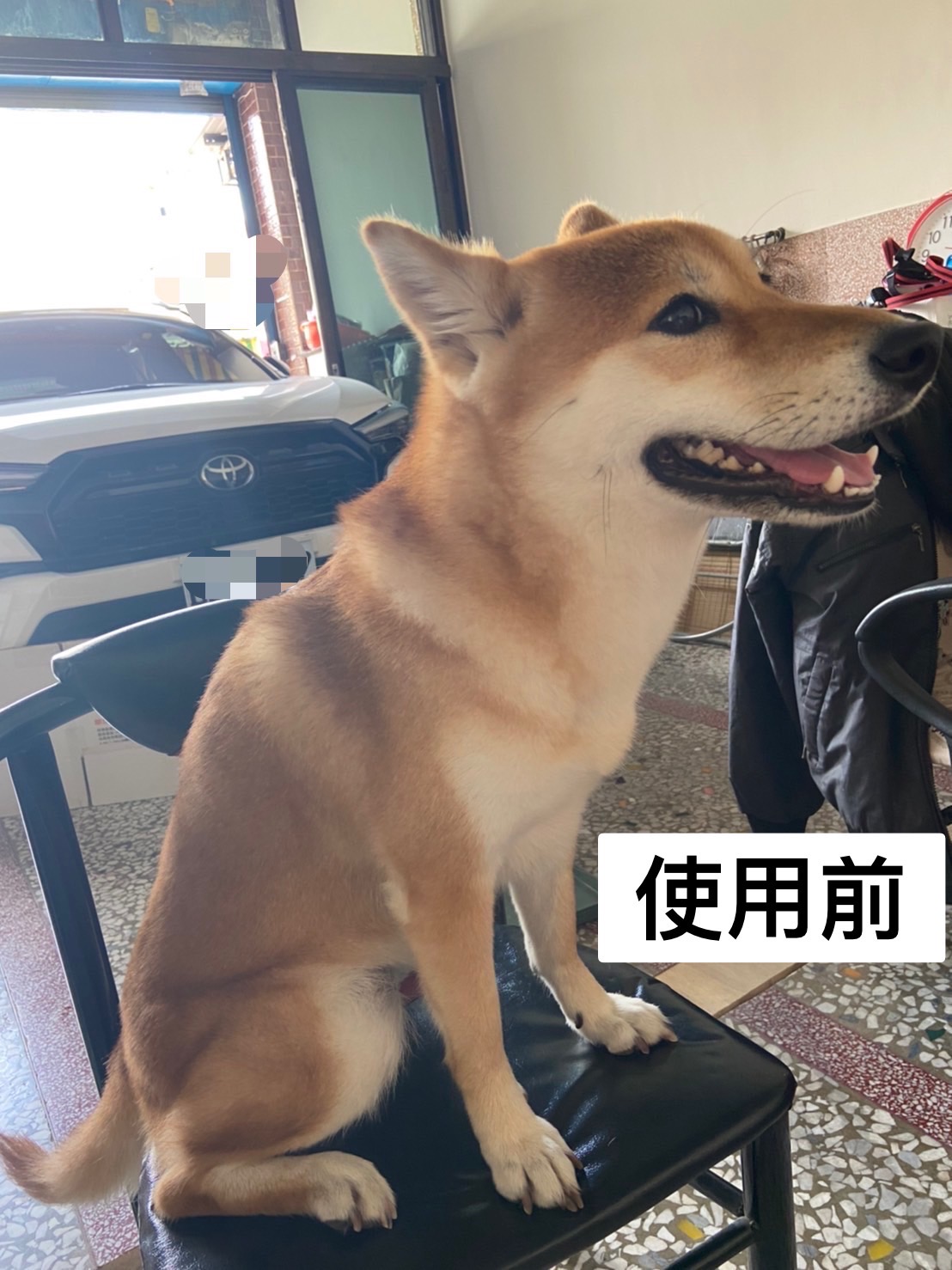 [開箱分享]柴犬球球｜使用柴犬大學洗毛精-石榴配方試用心得分享