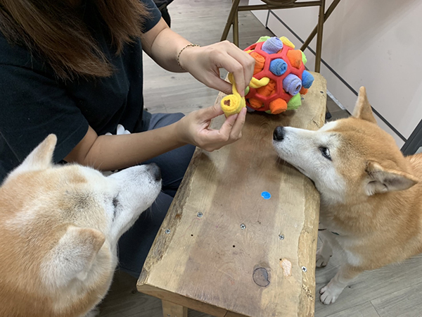 [開箱分享]滿足柴犬好奇心的嗅聞玩具｜嗅聞炸炸球