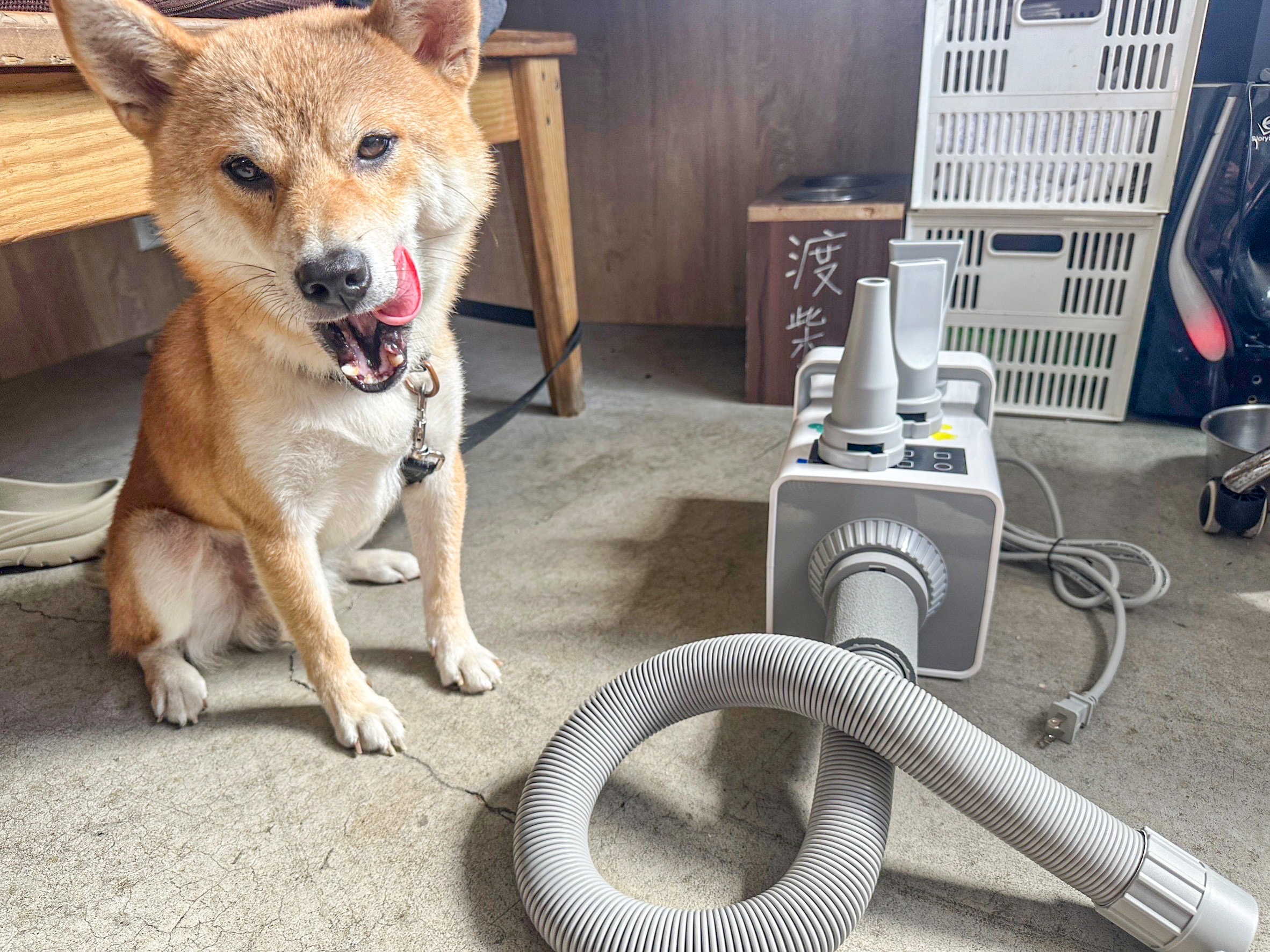 [相簿]懶得洗澡的毛家長看這裡😍｜延長保固活動：渡柴+吹水機分享