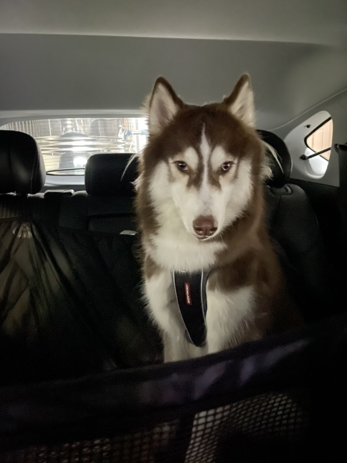 [開箱分享]小屁哈最愛..洗毛精