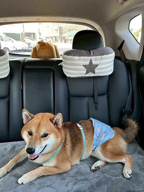 [優惠活動]雙十一優惠‼️嬌聯禮貌帶｜嬌聯寵物 Unicharm PET