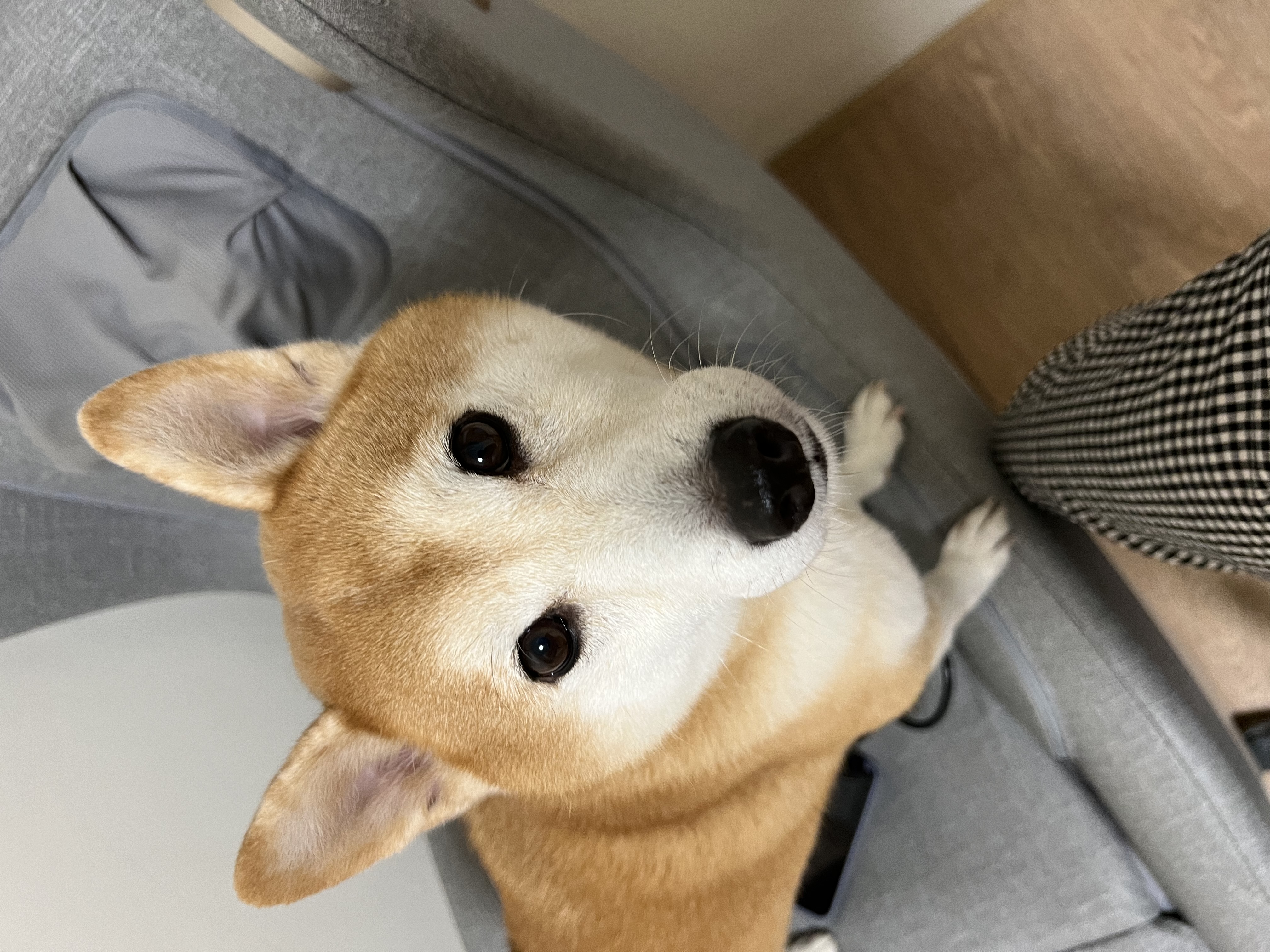 [品牌活動]柴犬2月生日認親篇