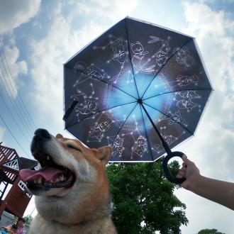 柴犬大學 - 柴老大Shibaniki 雙面反向傘 自動折疊傘晴雨傘          