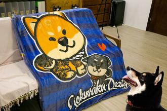 柴犬大學X極楽設計工作室 紋身柴柴雙面毛毯        