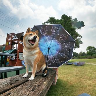 柴犬大學 - 柴老大Shibaniki 雙面反向傘 自動折疊傘晴雨傘          