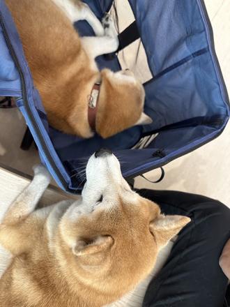 三秒速收寵物推車  