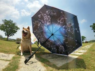 柴犬大學 - 柴老大Shibaniki 雙面反向傘 自動折疊傘晴雨傘          