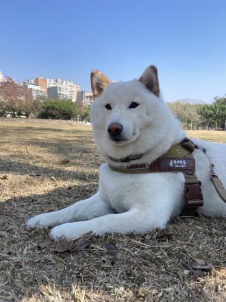 Blair Chuang帶著阿呆來報到囉！